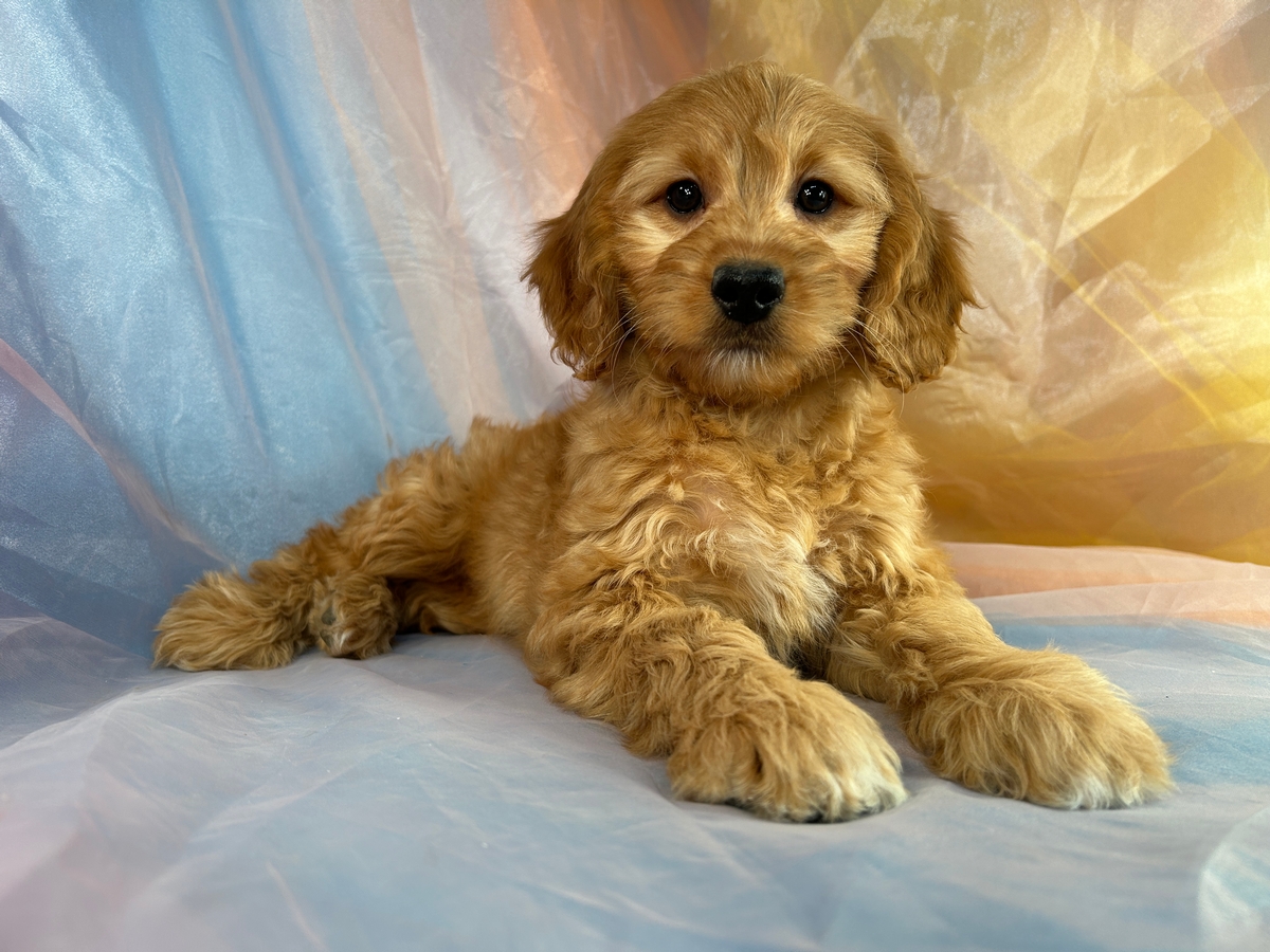 Female Miniature Goldendoodle Puppy for Sale DOB 2-18-2023